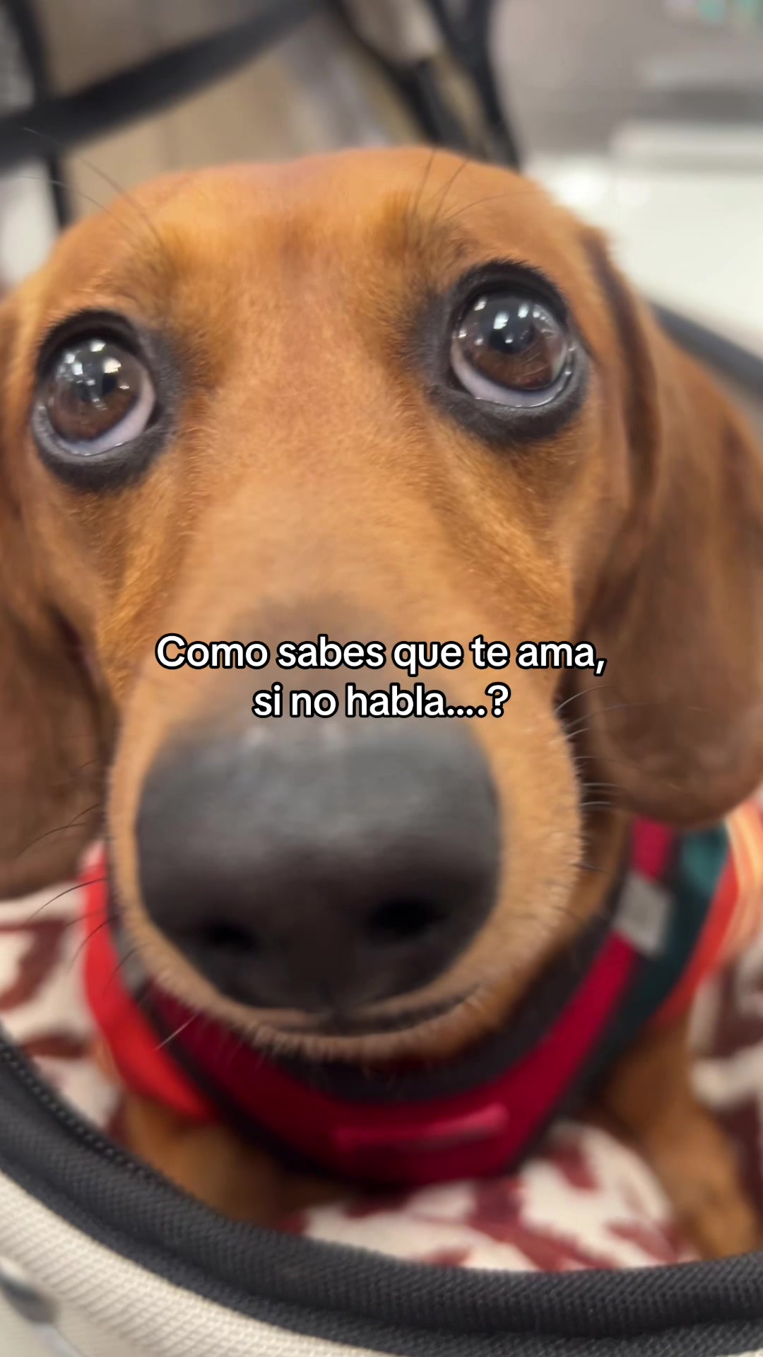 @Slinky Severus-Doo