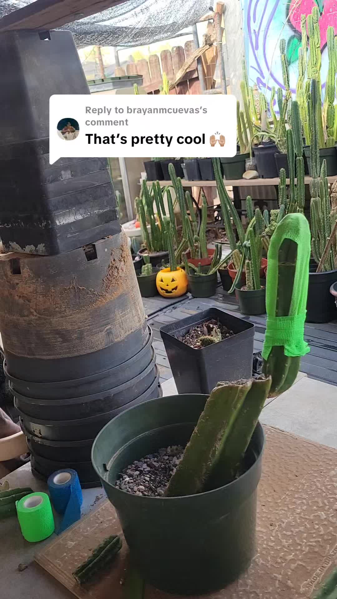 @cactifam