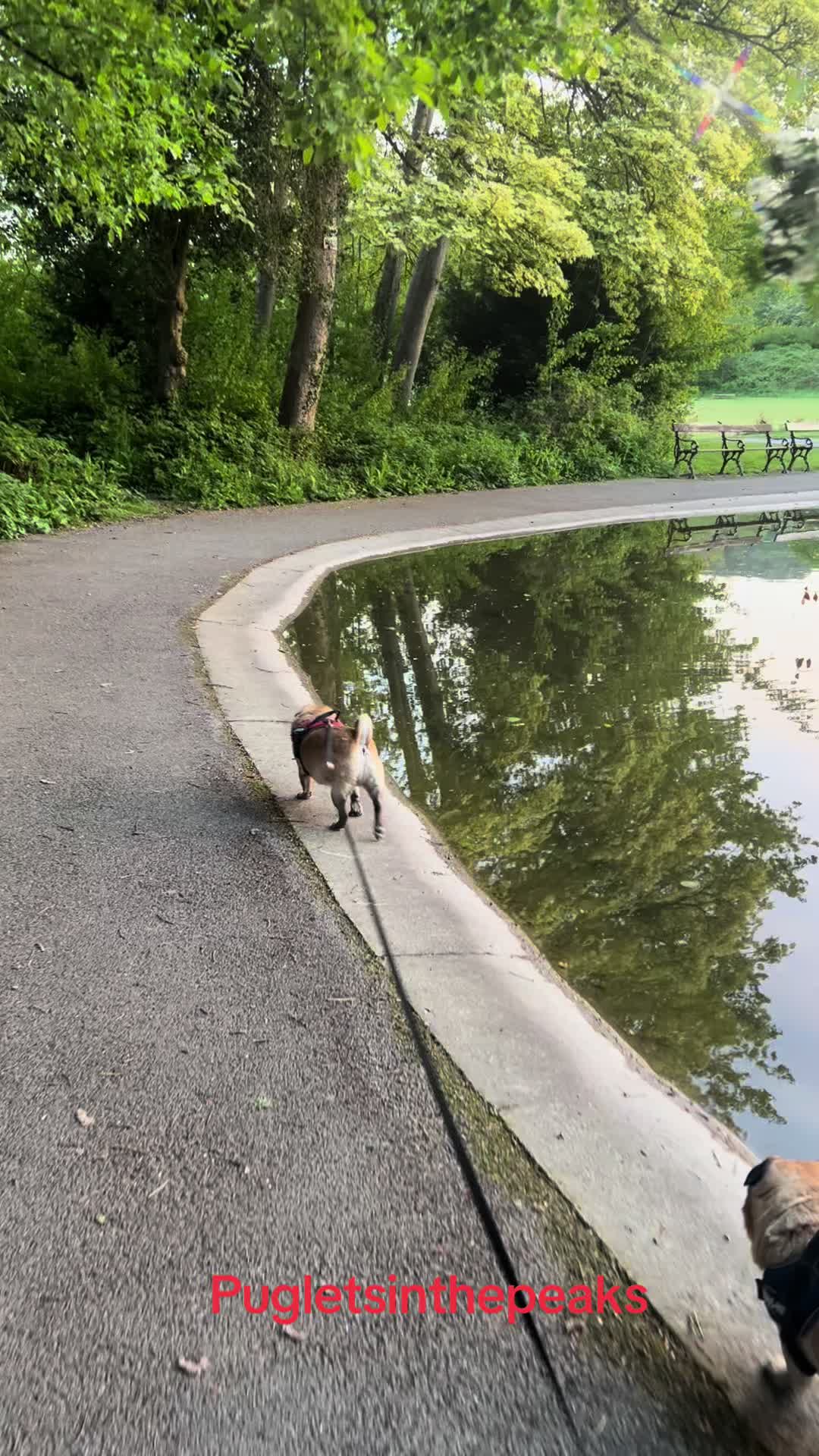 @Puglets in the peaks
