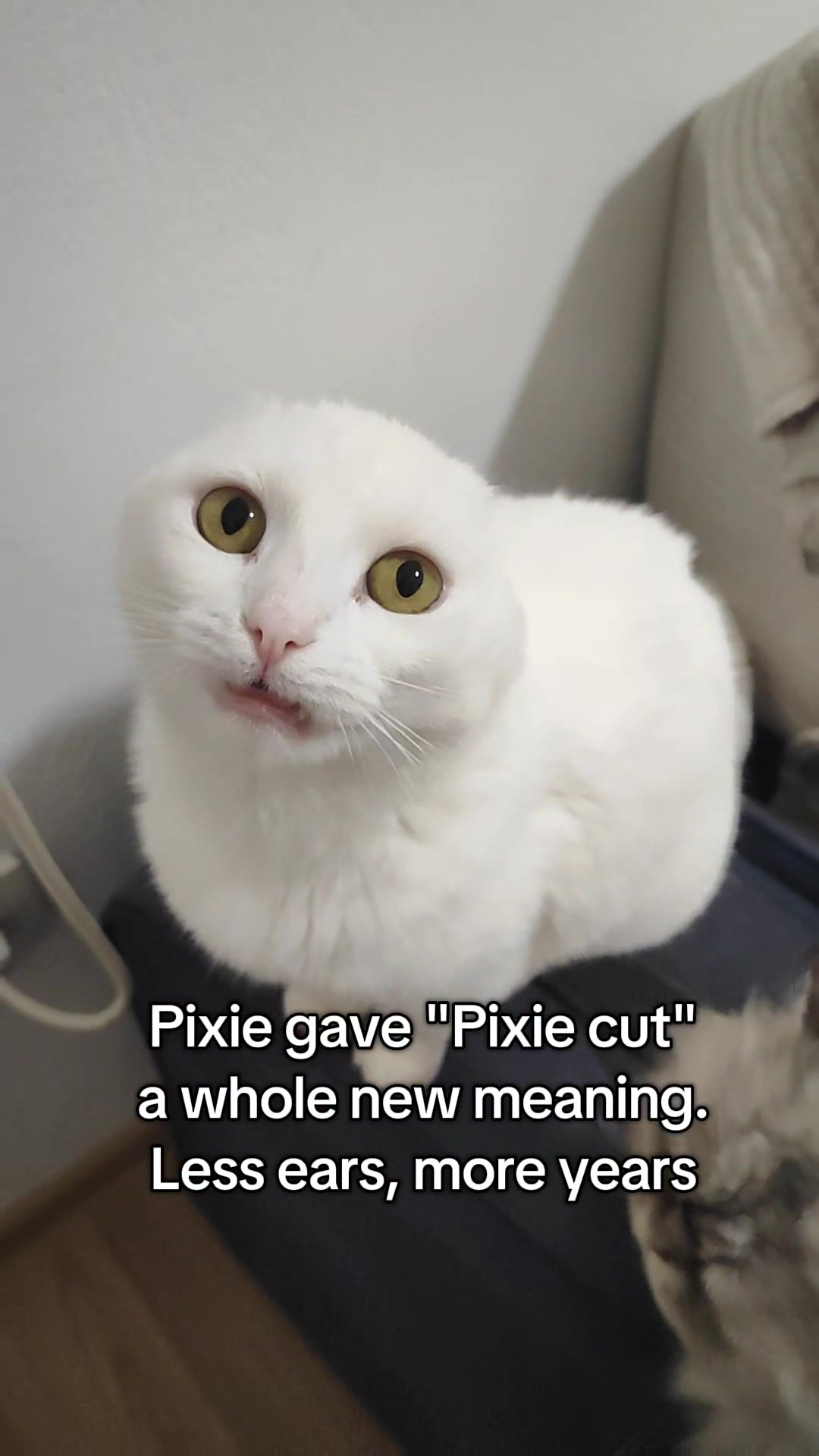 @Fluffy - the persian cat