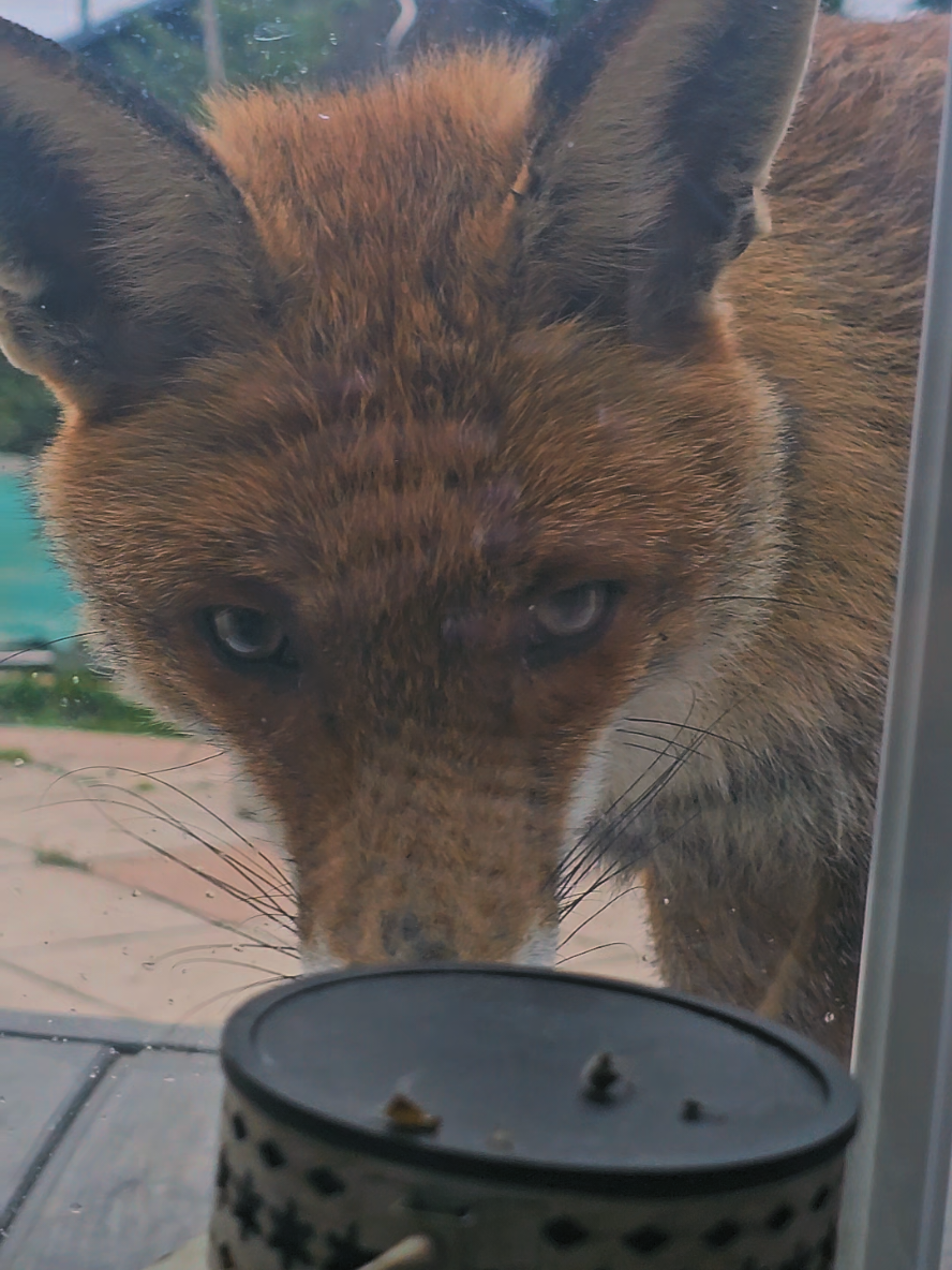 @🦊Welcome to Foxtown🦊