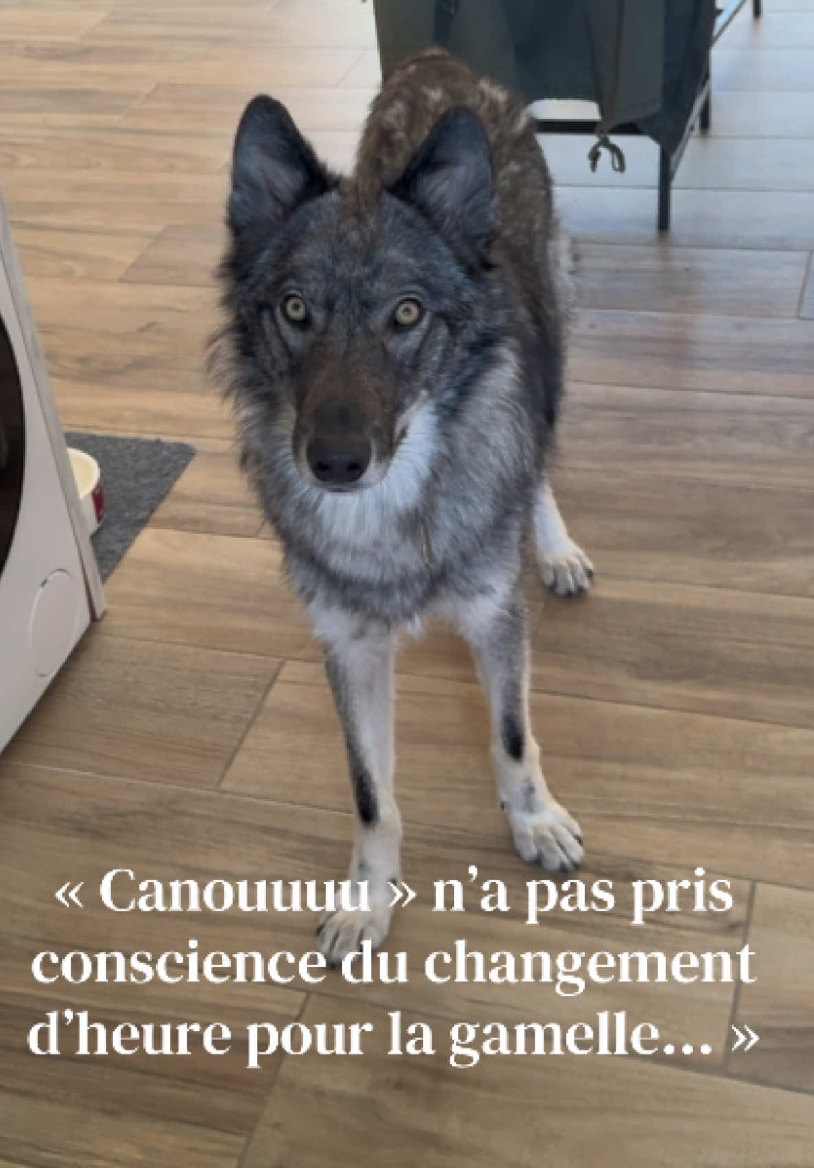 @Real_ArcaneWolfdog