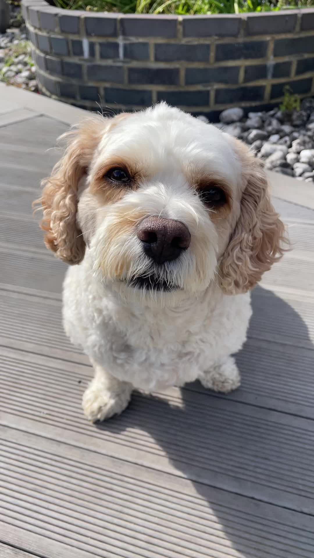 @My Cavachon