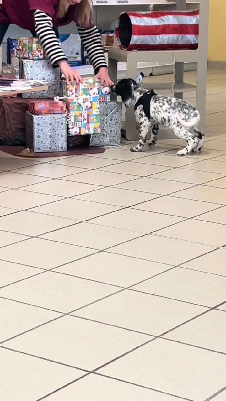 @Association Puppykittyfrance
