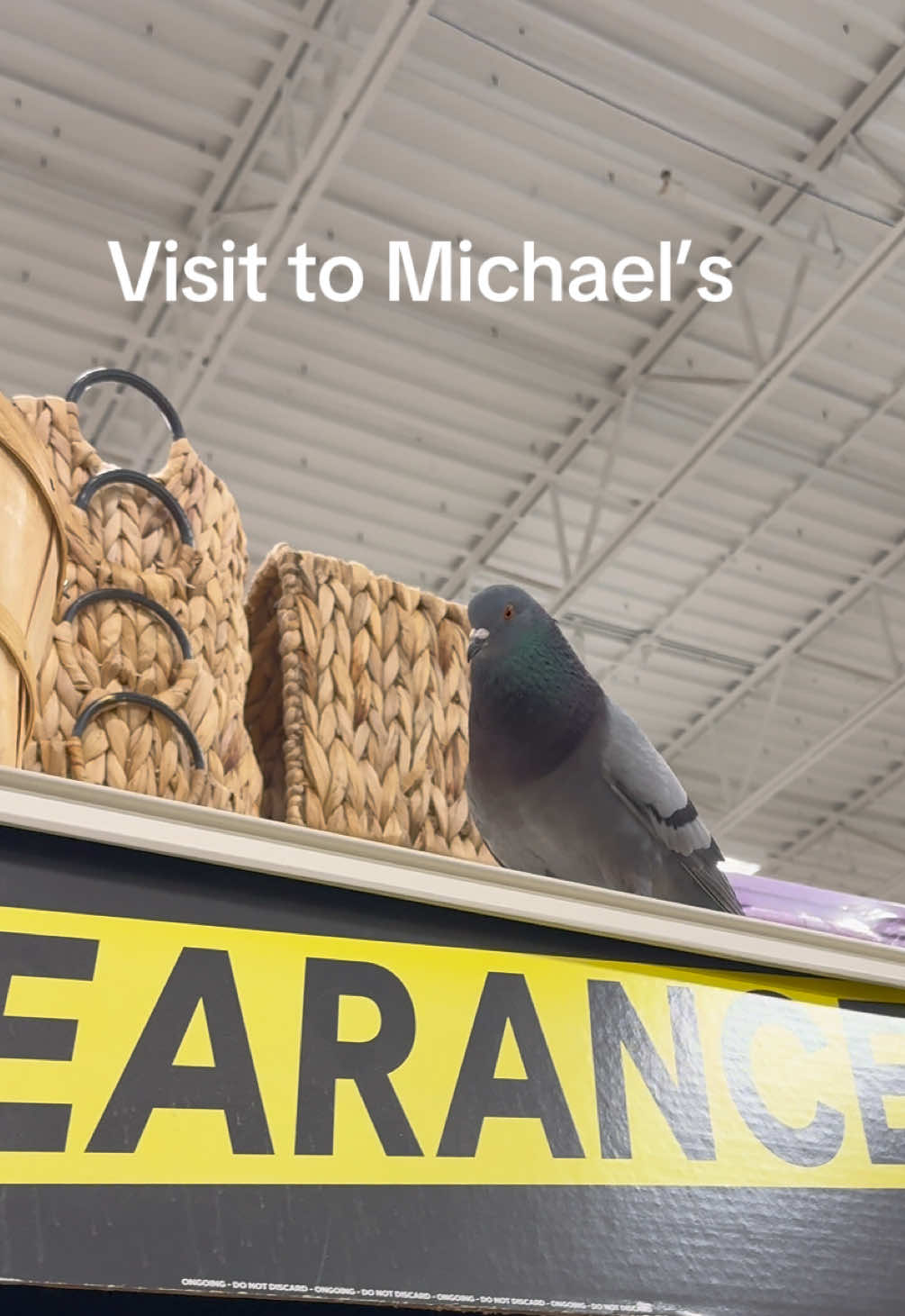 @Beebee The Pigeon