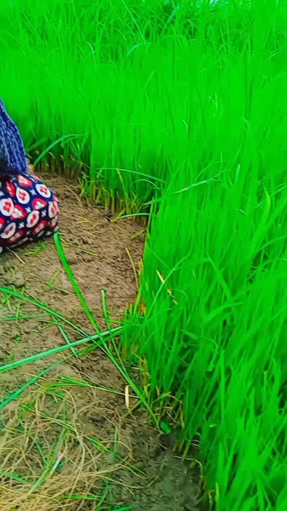 @Nimisha Nepali