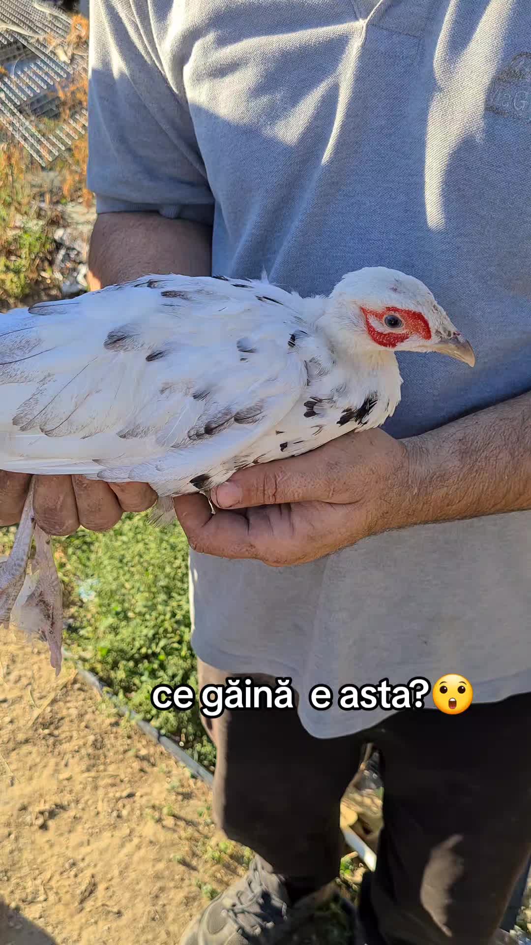 @Bogdan Hriscu