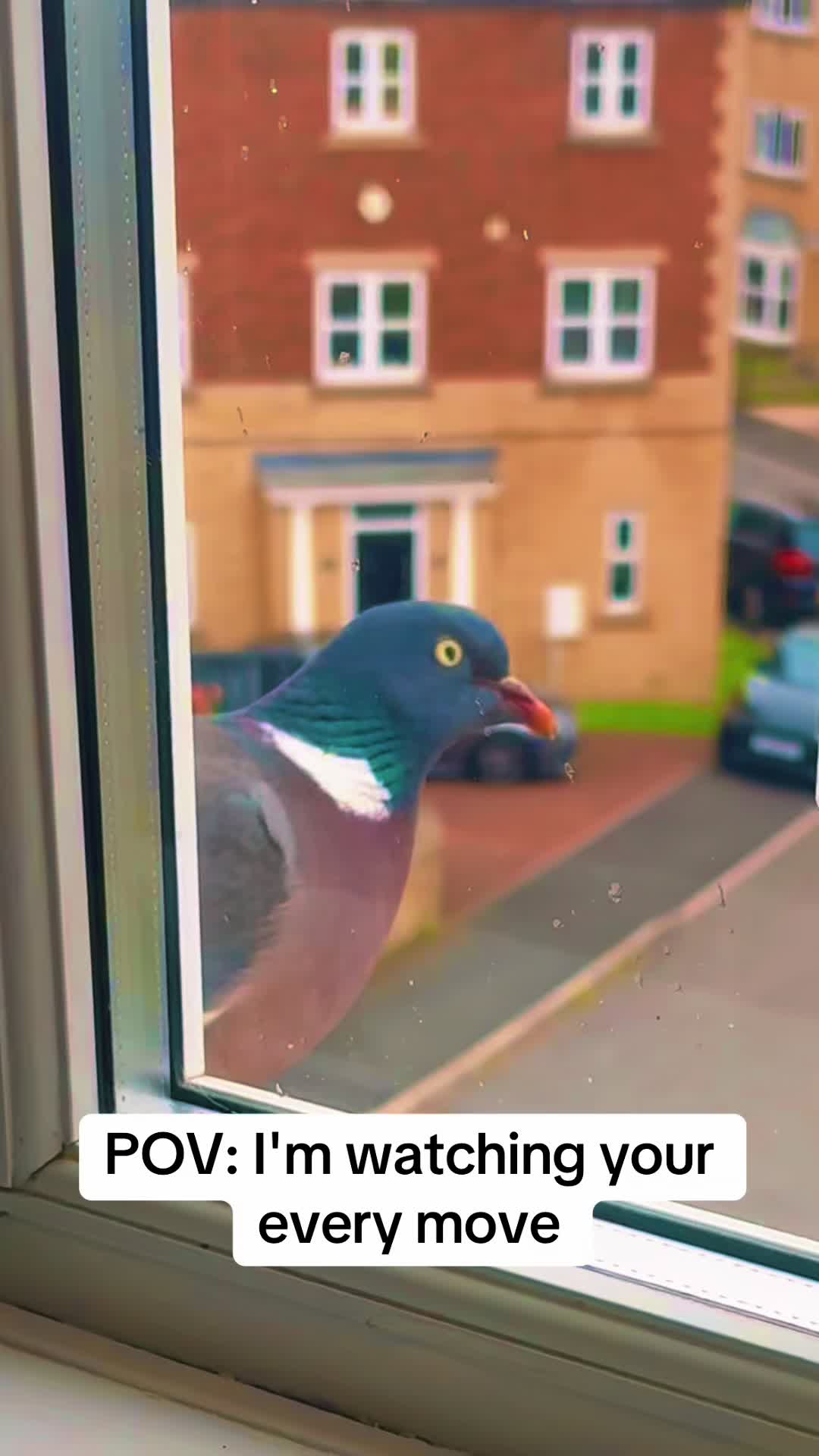 @beaksandbarks