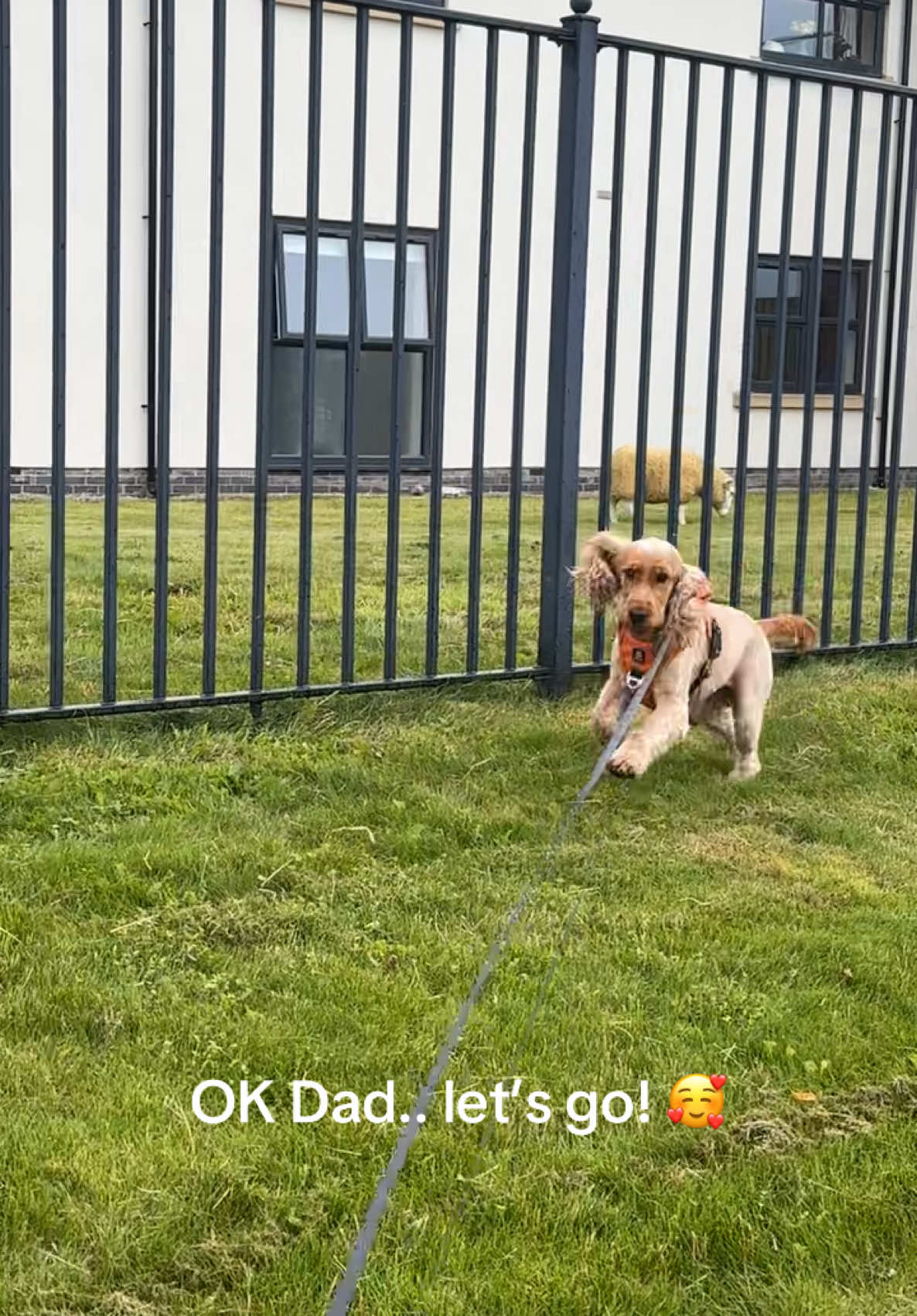 @Rach & Milo 🧡