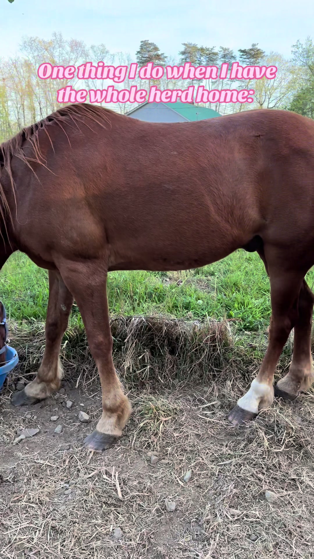 @EightyDollarStables