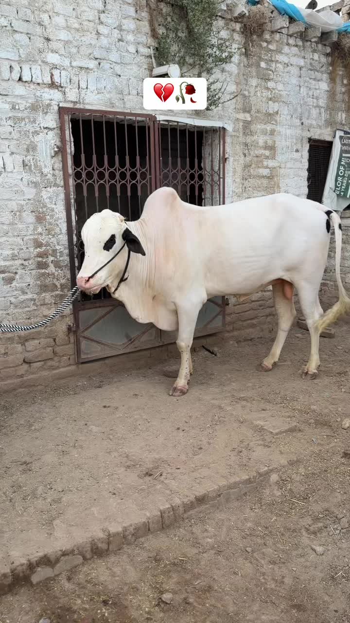 @𝗗𝟰𝗪𝗜𝗜