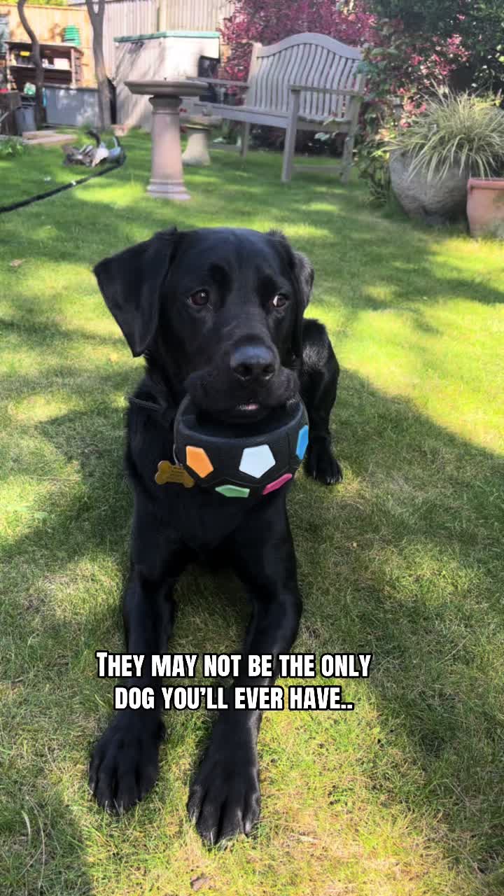 @Janey,Harley&Woody😊🐶🐶