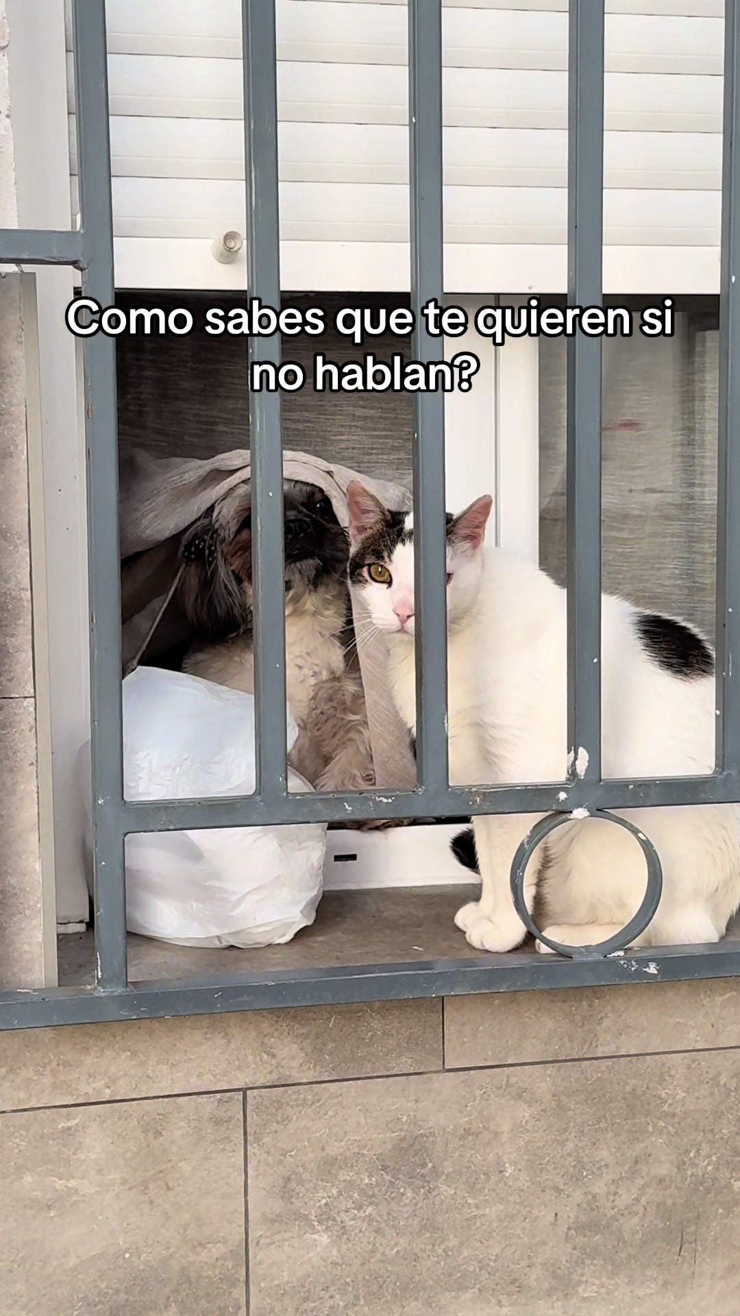 @lorena Castillo