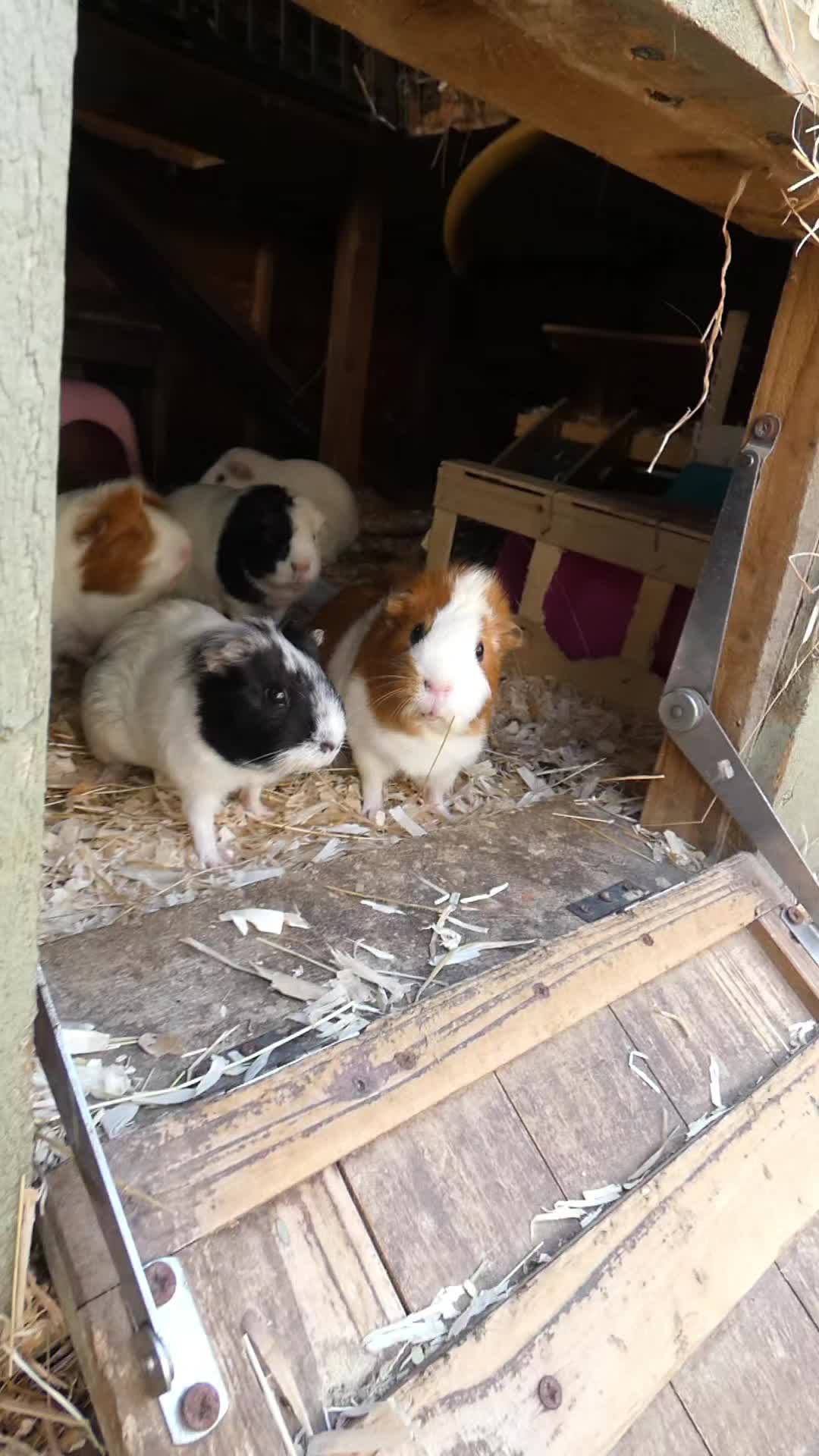 @Guinea Pig Dad