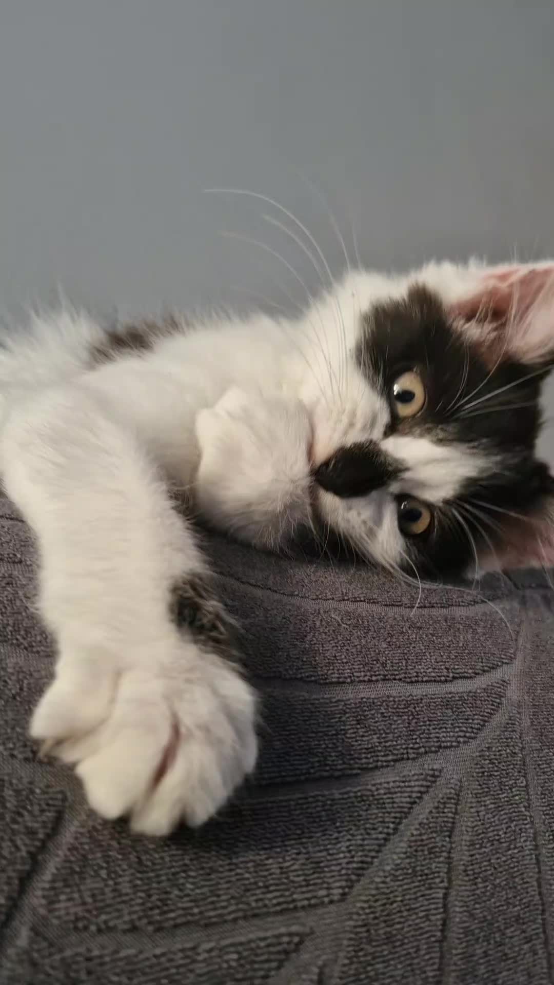 @sk cat mummy
