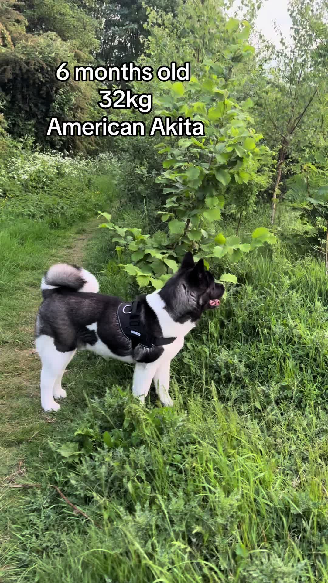 @EnzoTheAkita