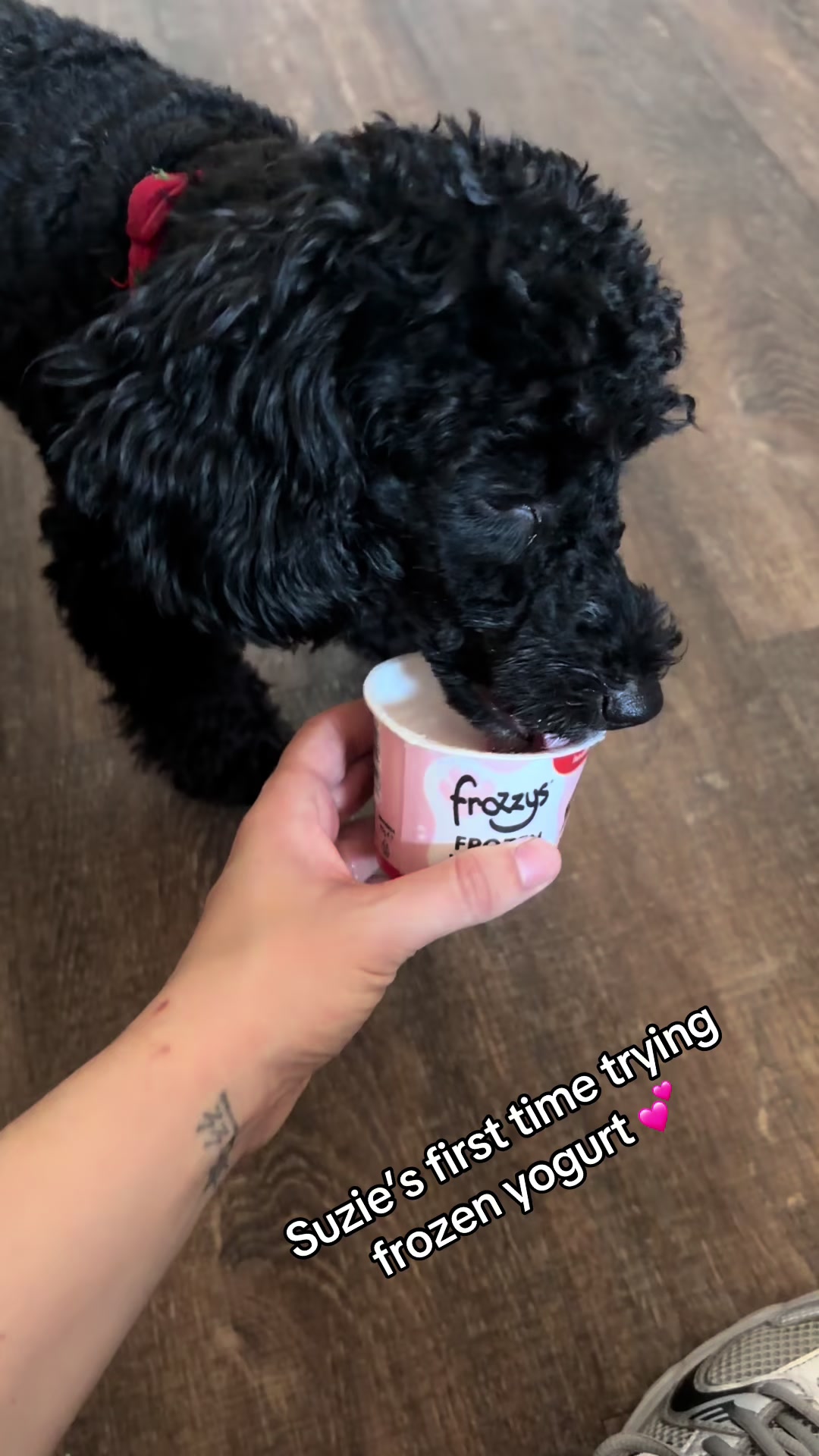 @Remembering RubyRoo 🤍🕊️