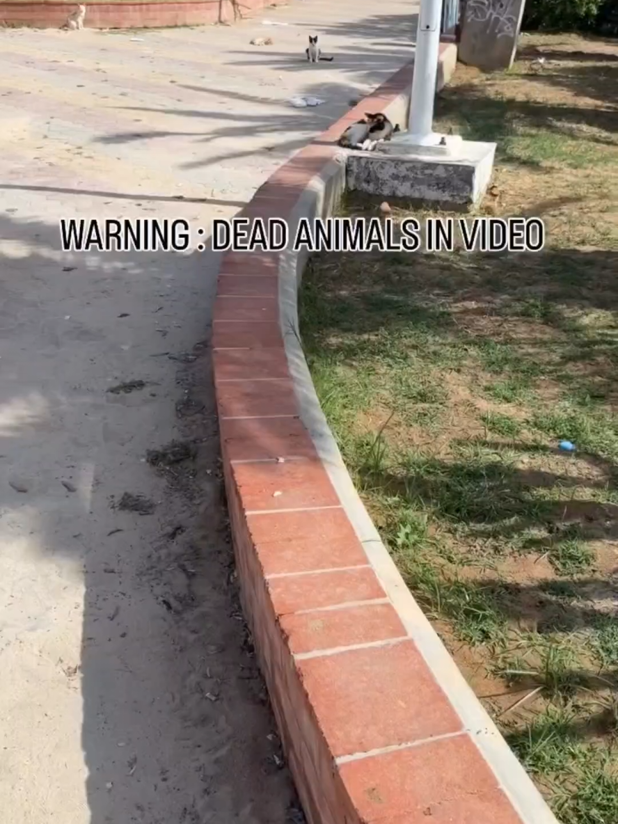 @Pets Mania