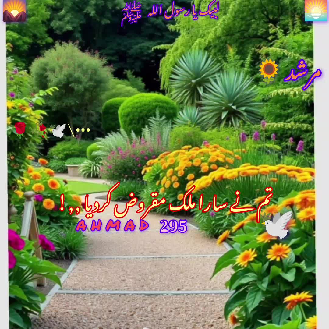 @Rizvi🌹shazaba 295