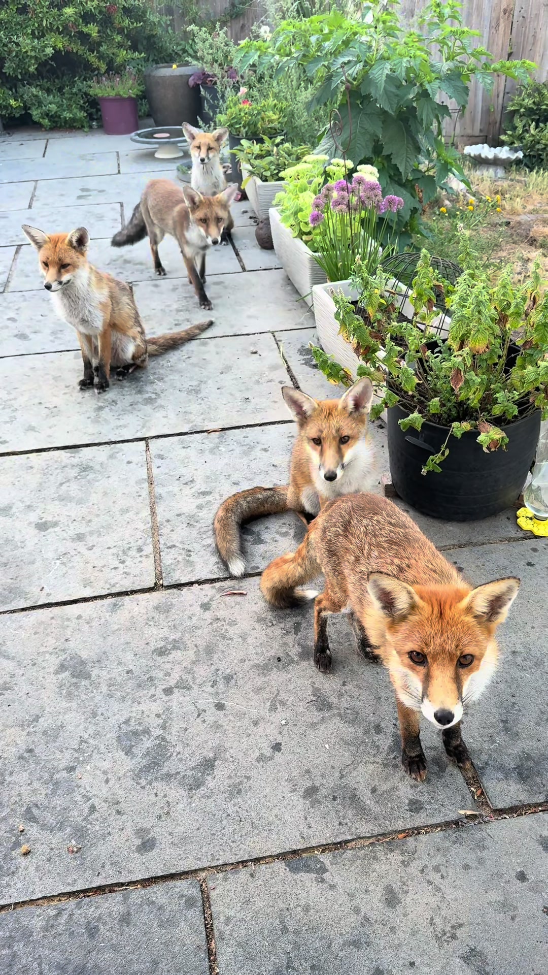 @gp_foxes