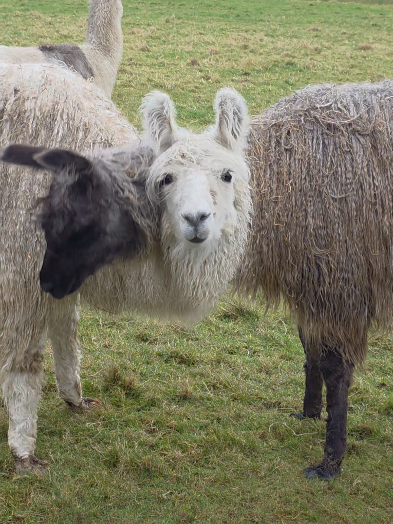 @Bardsea Alpacas and Llamas