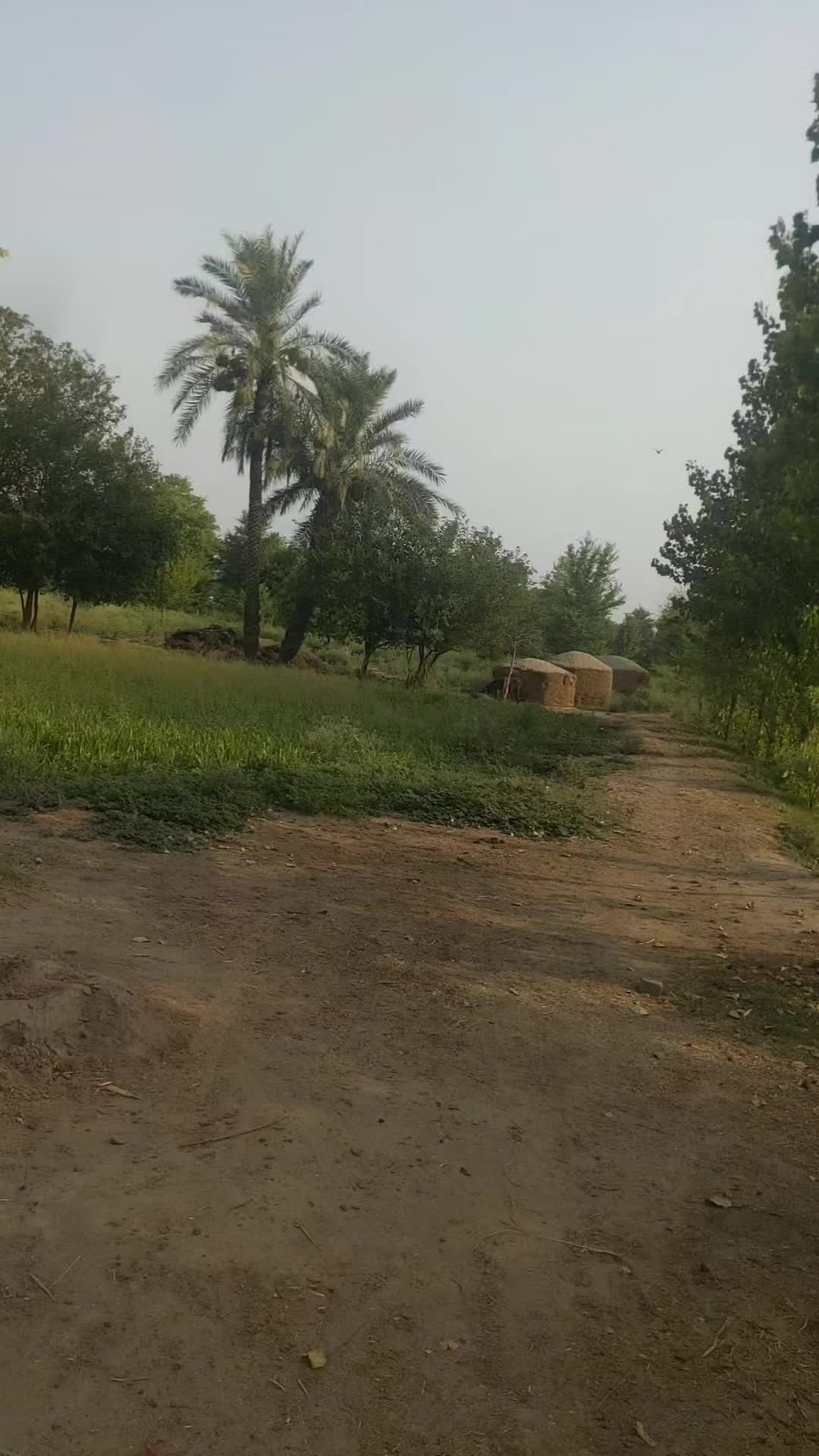 @Malik Ali Abbas Saggu🔥