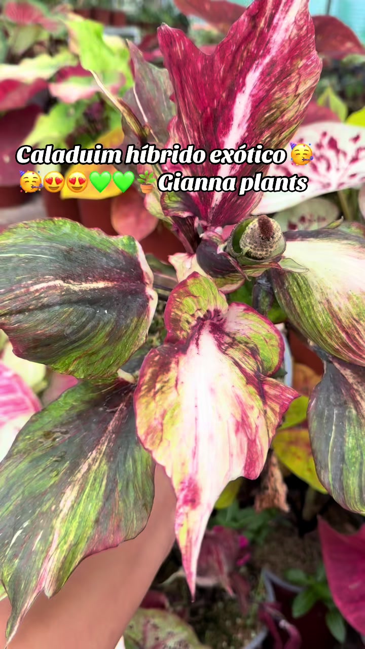 @Gianna.Plants 💚🍀🪴🇵🇪