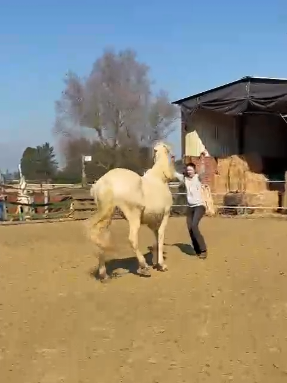 @Lisas kleine Ranch 🐴