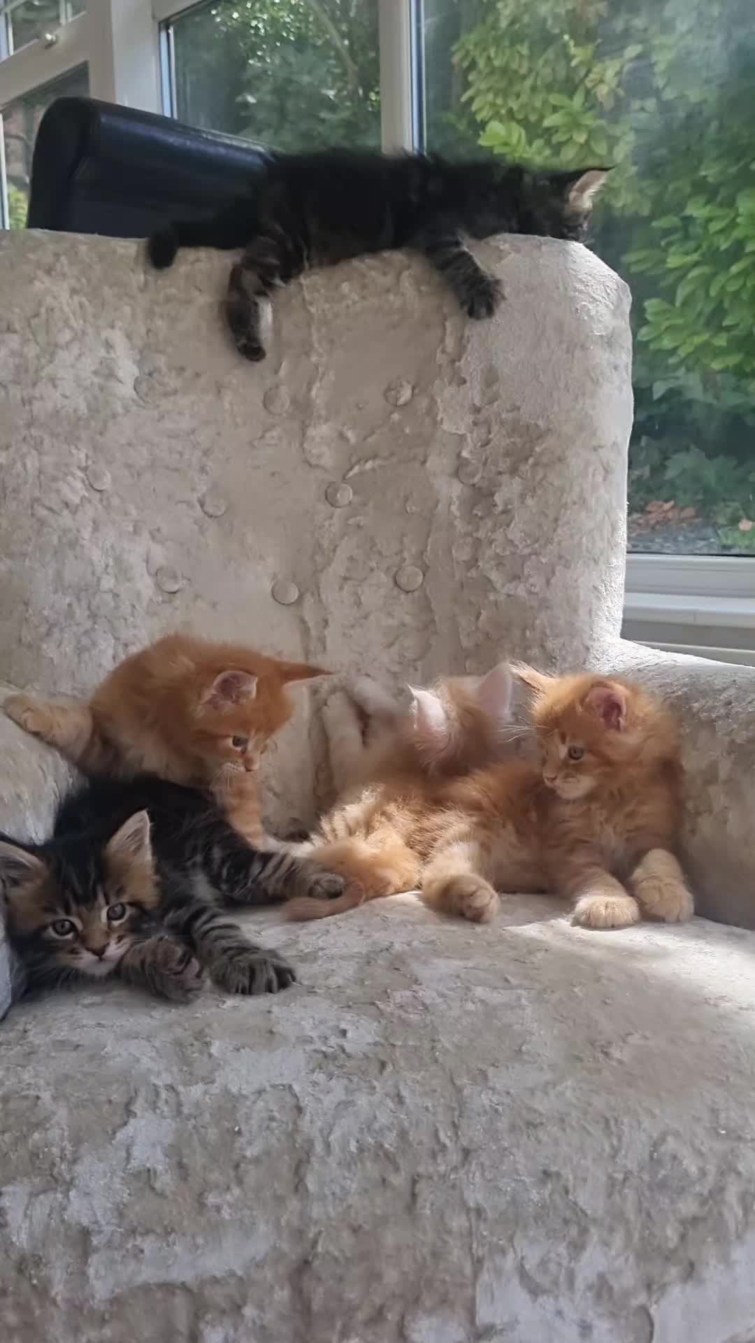@Dollzuki Maine Coons