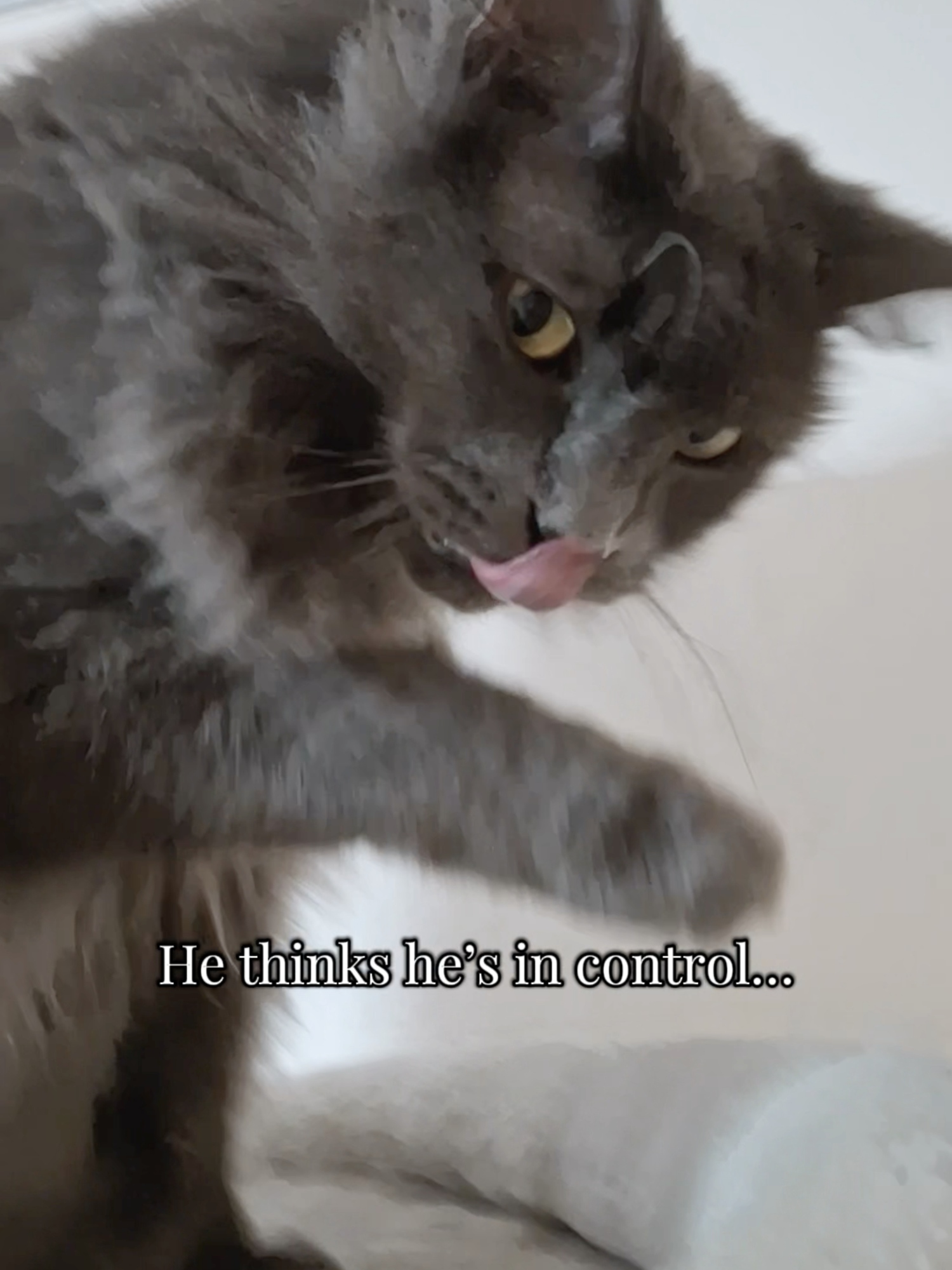 @Manny der Strizzikater