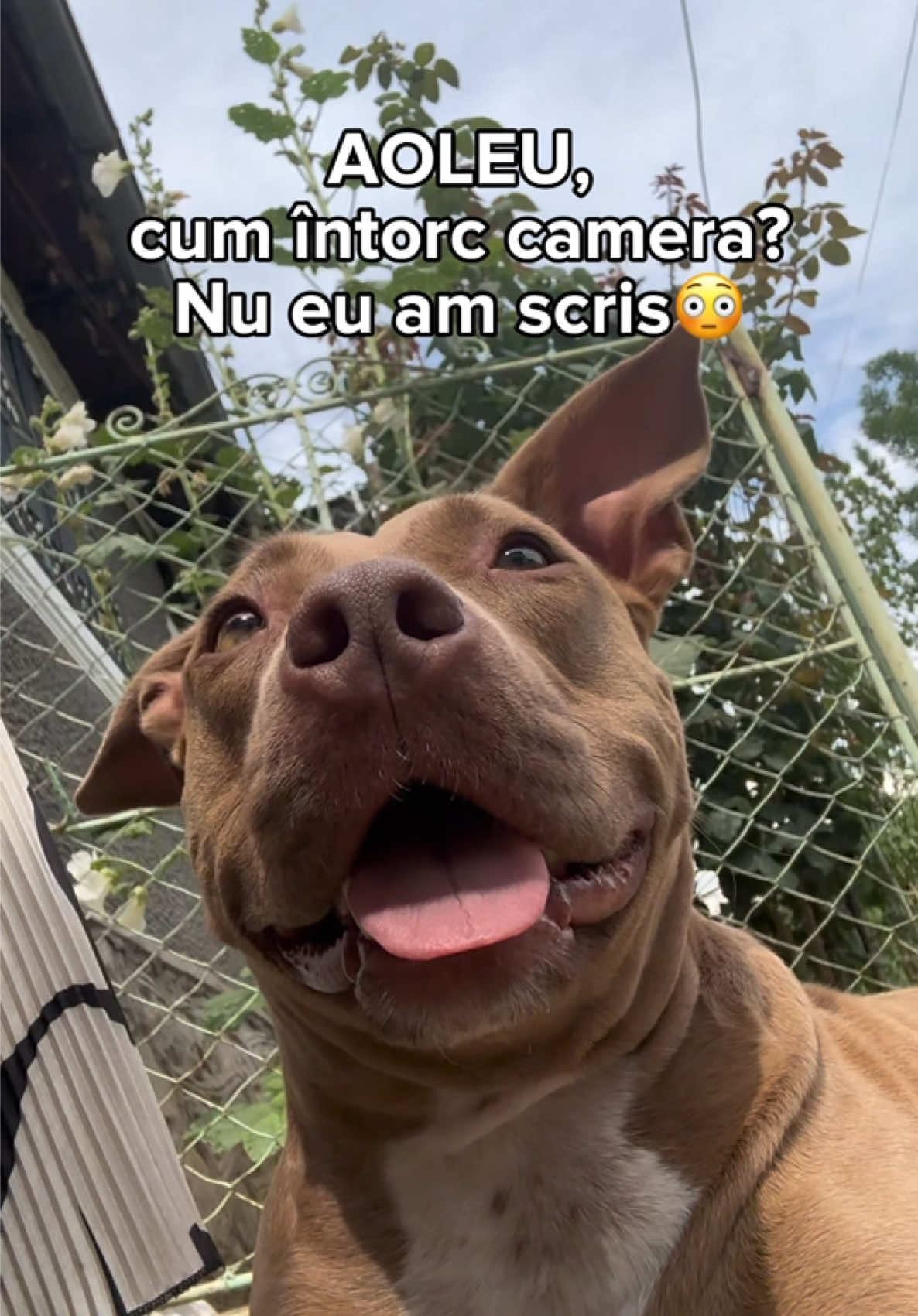 @Dr. Nicola Ioana