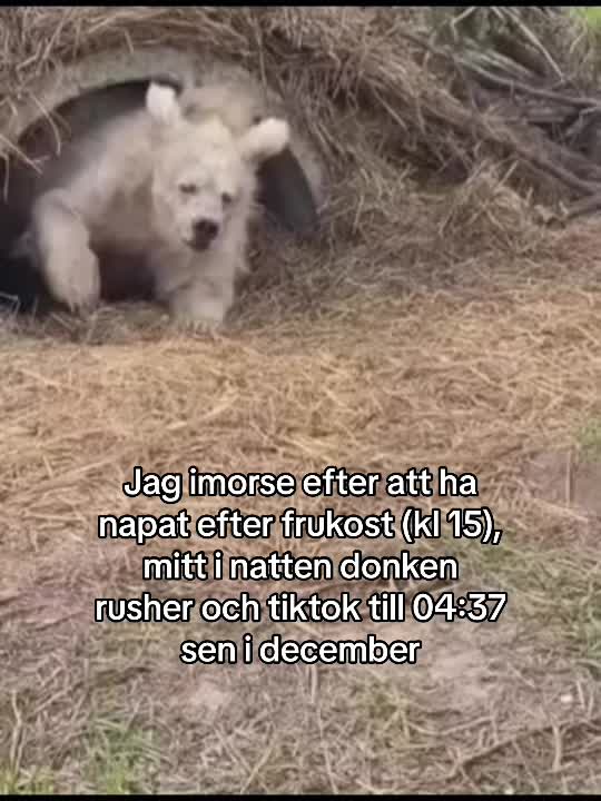 @toftafINTER