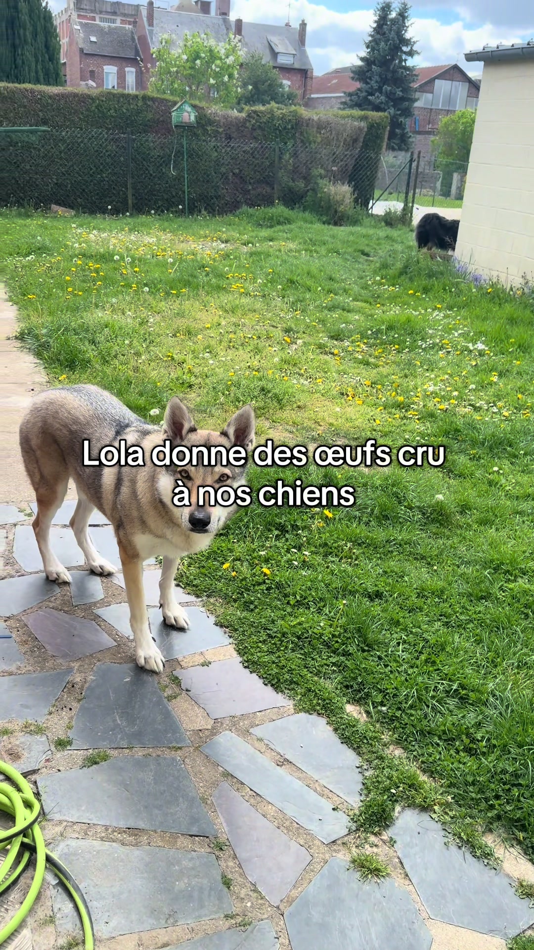 @La meute d’Otone 🐺