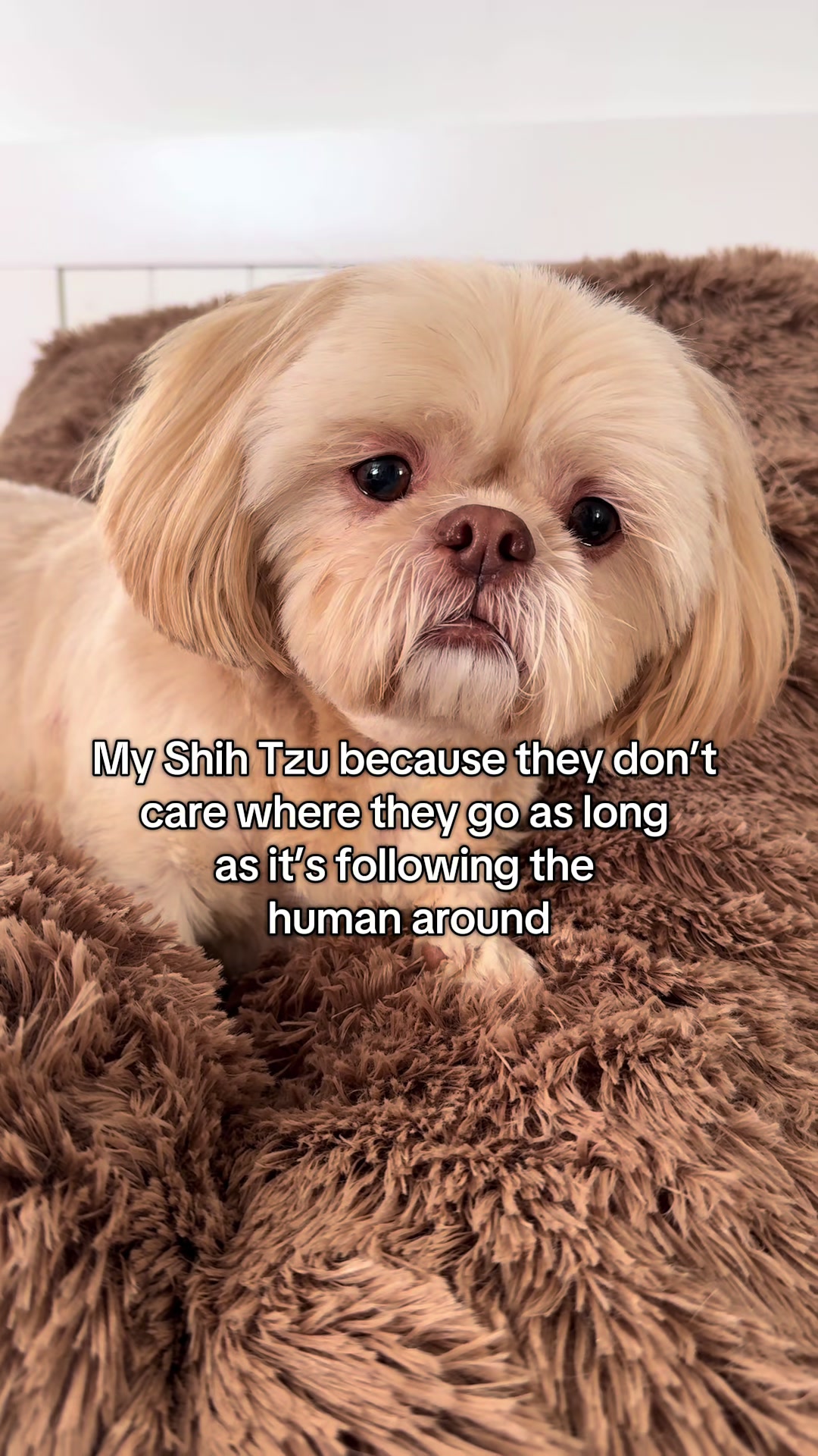 @Blonde & Tzus