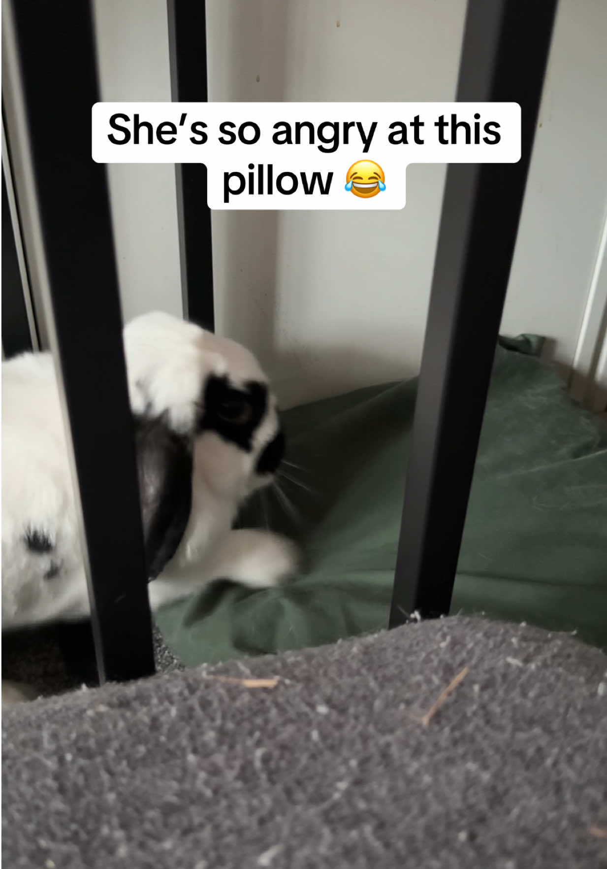 @Bun, two, three, four