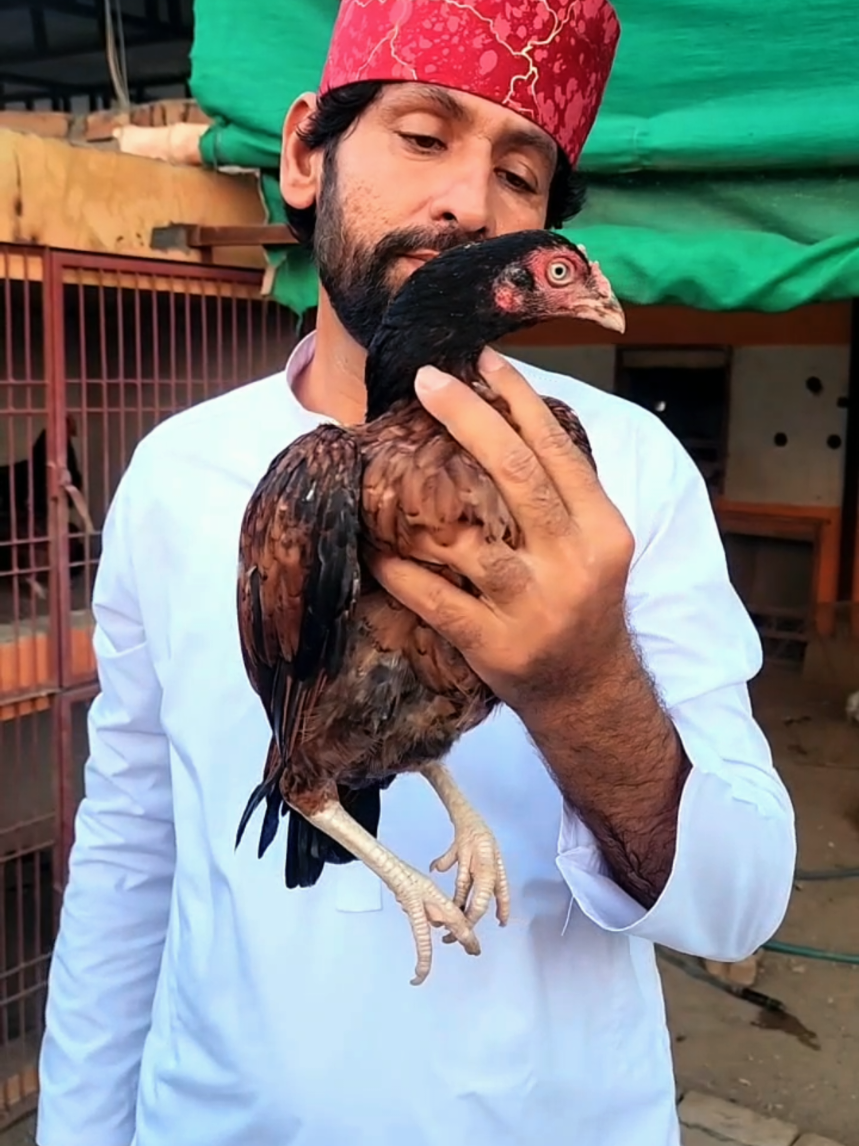@Sajjad Aseel Farm
