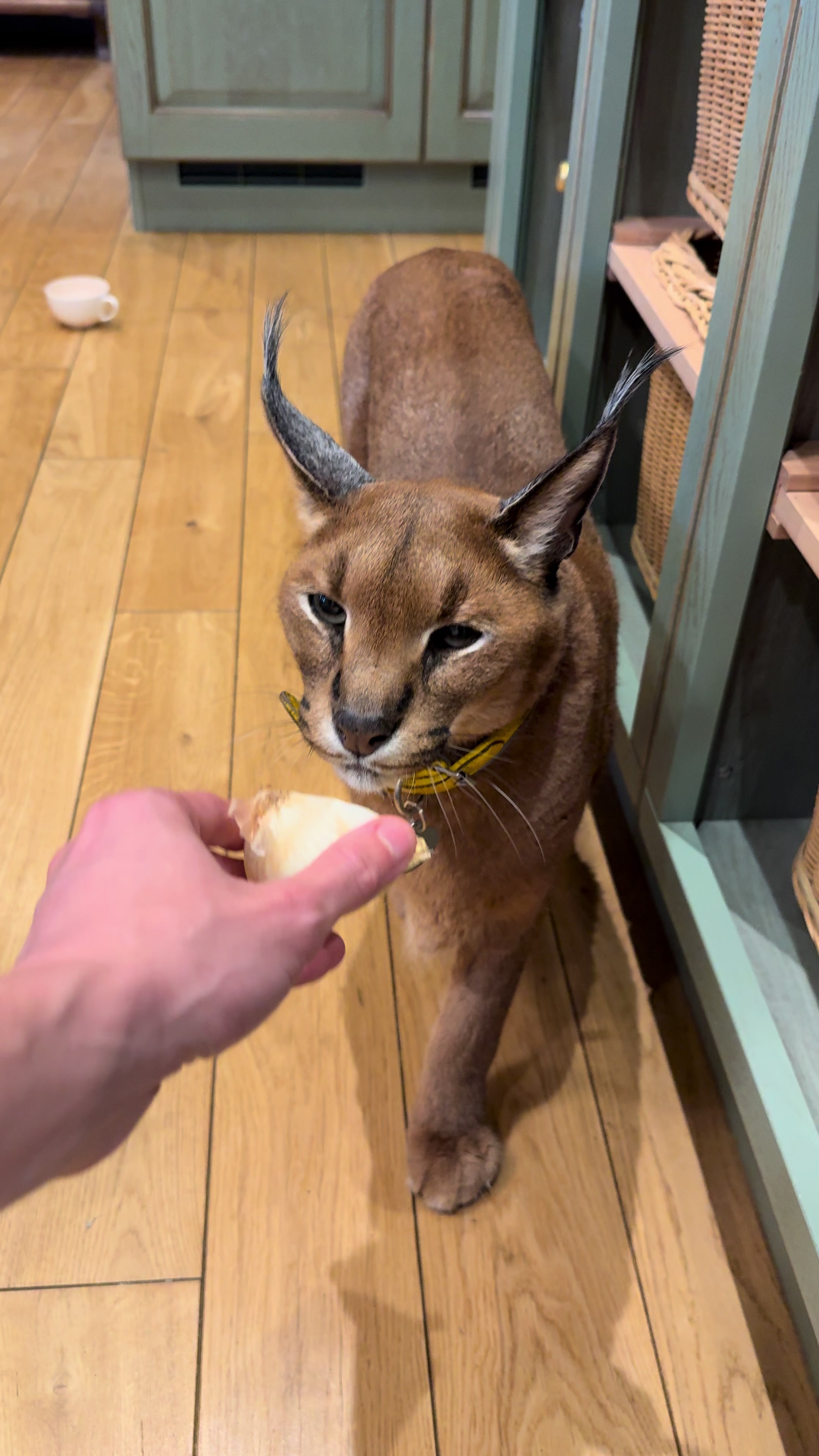 @Pumba Caracal