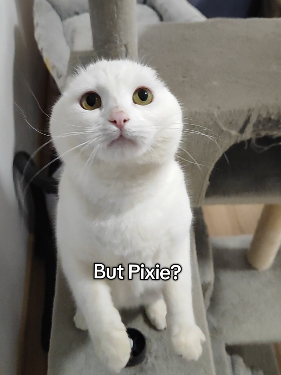 @Fluffy and Pixie