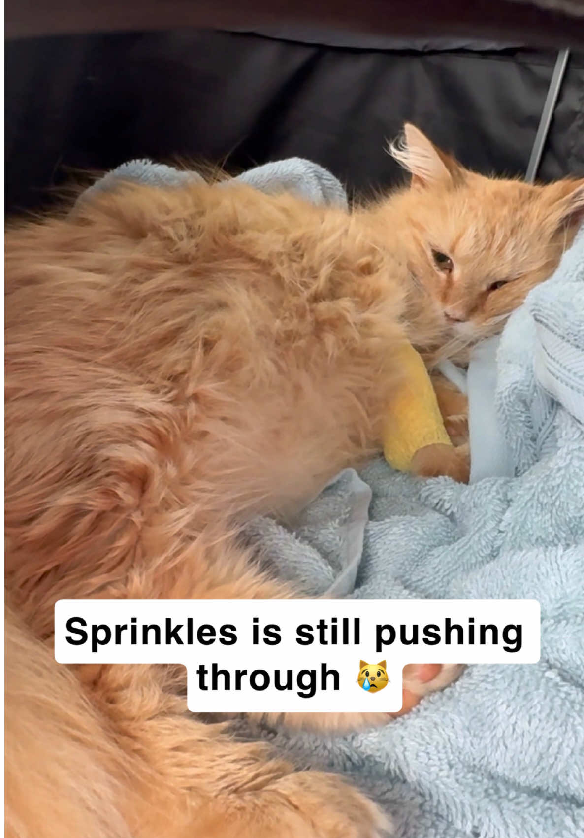 @first class whiskers