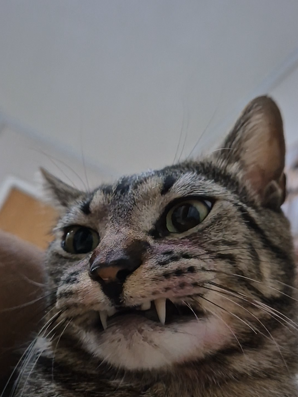 @Mushu