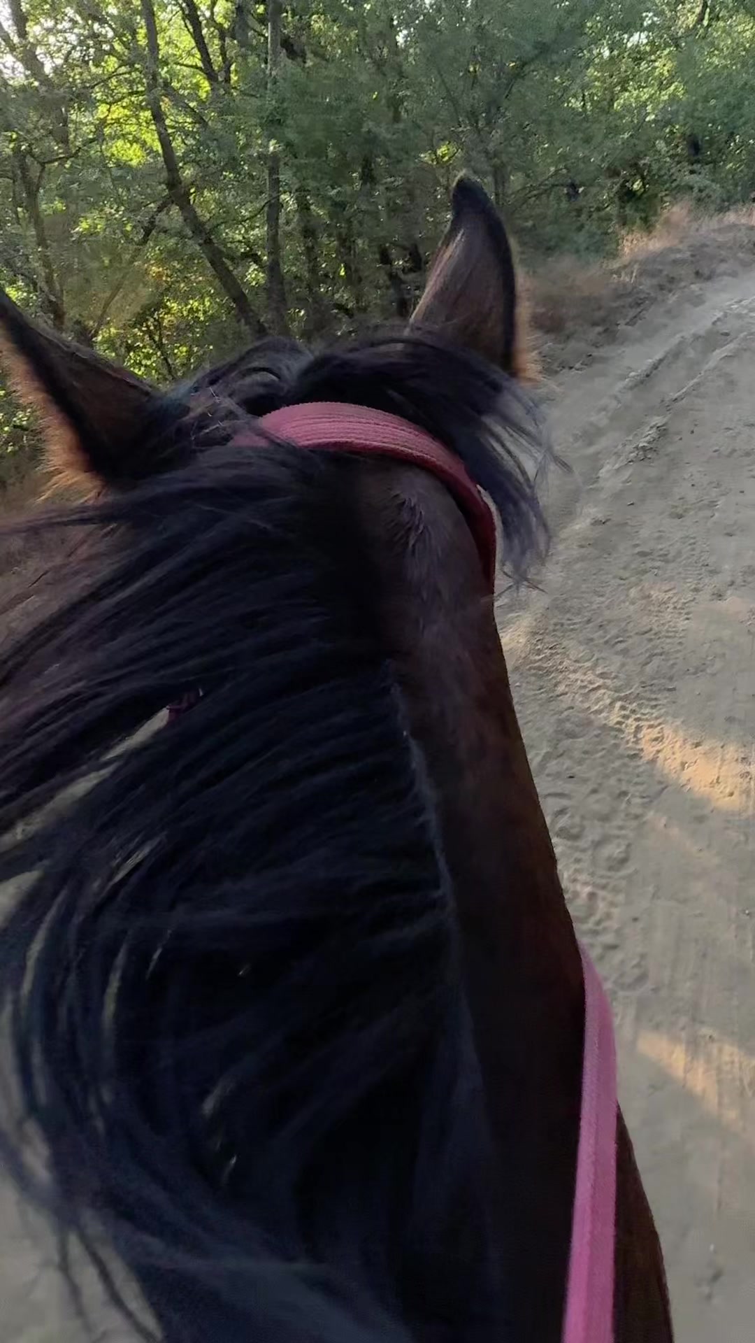 @horselek