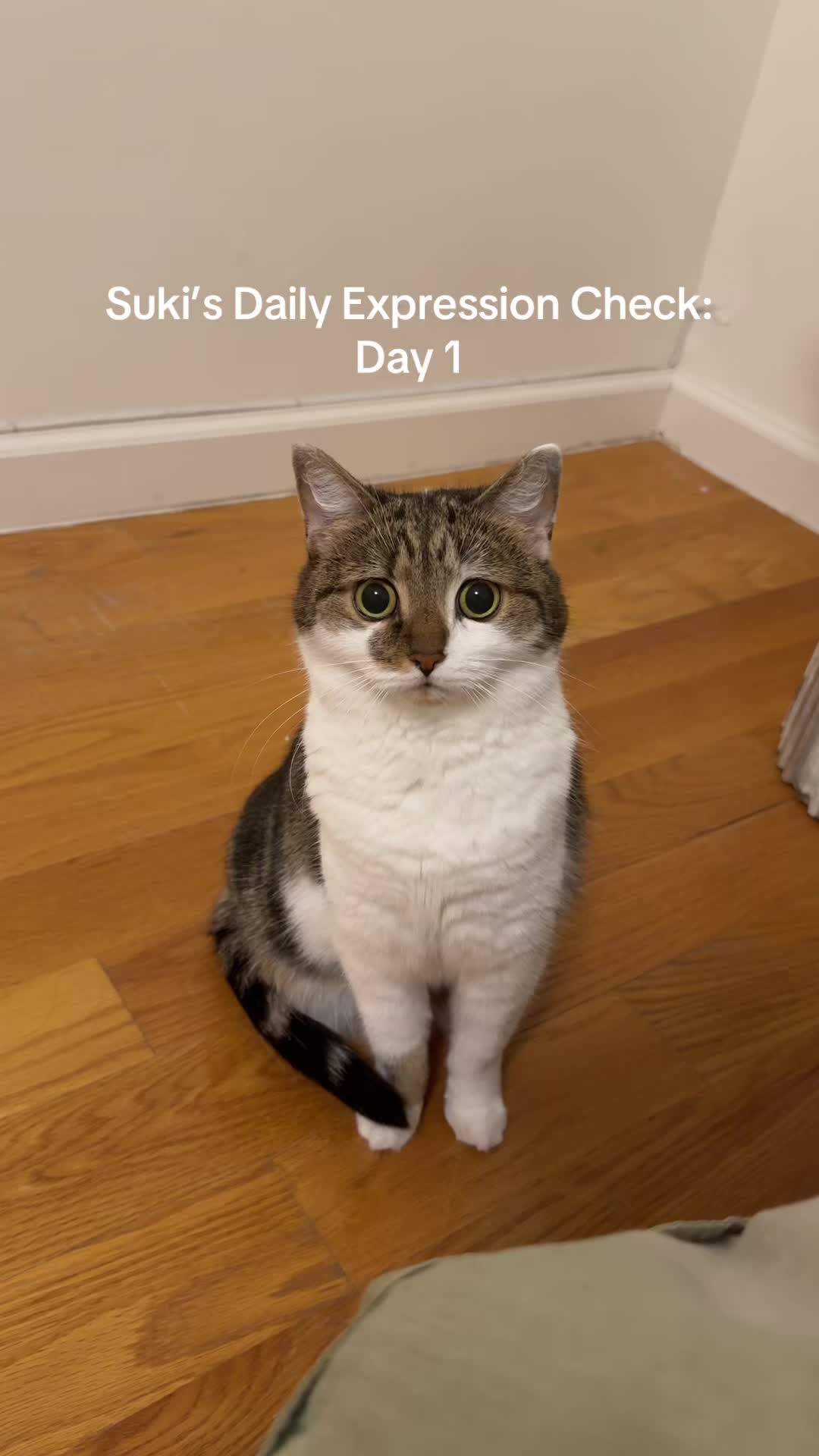 @Suki Purrs