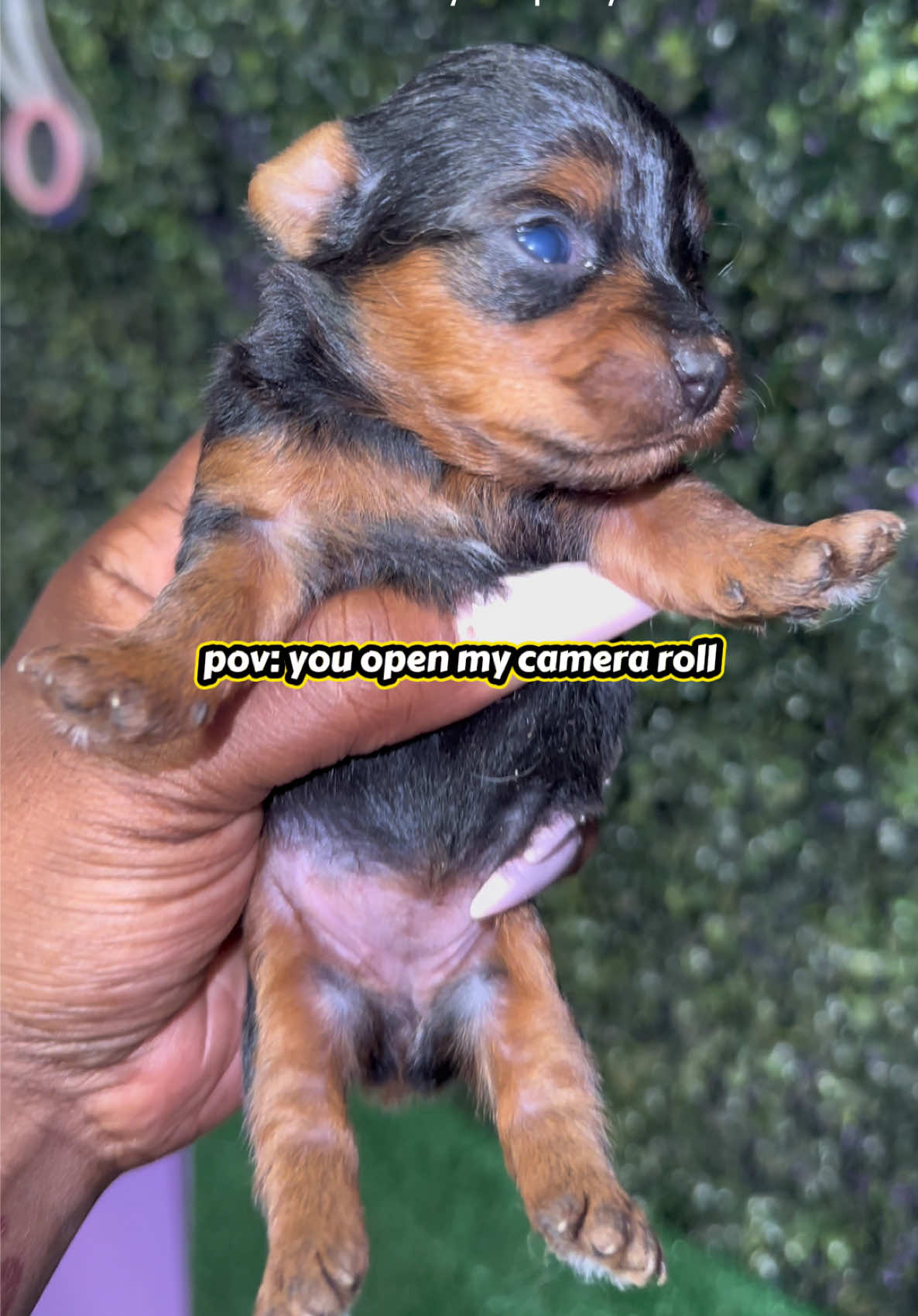 @Dog Lady