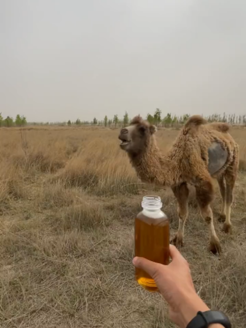 @Gislason Camel