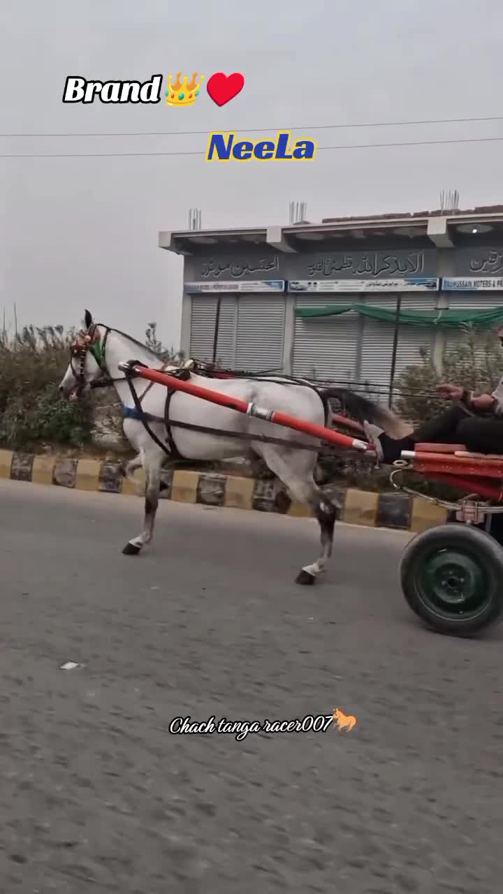 @Chach tanga racer007🐎
