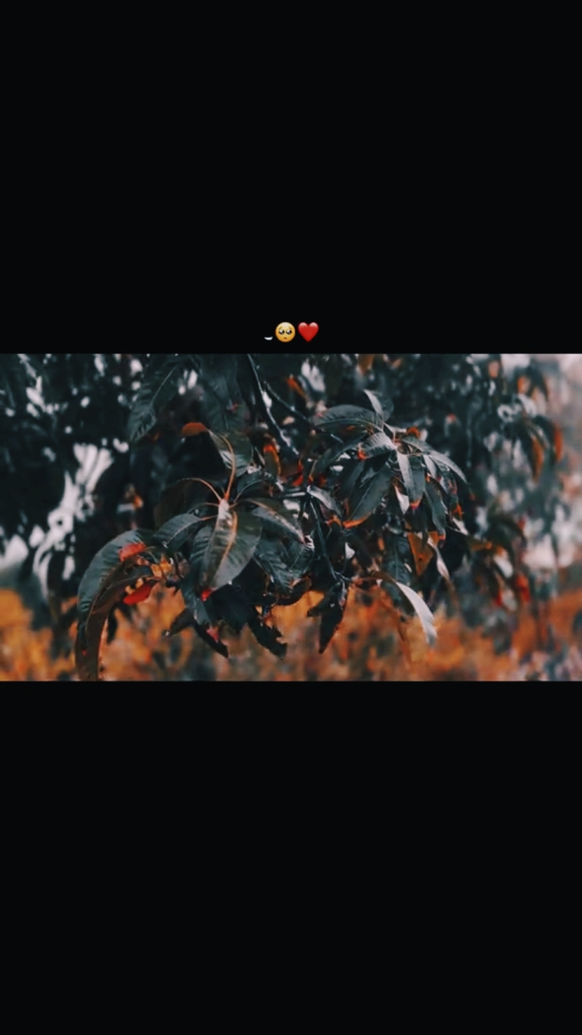 @💫𝐒𝐲𝐞𝐝 𝐊𝐚𝐌𝐢🫀