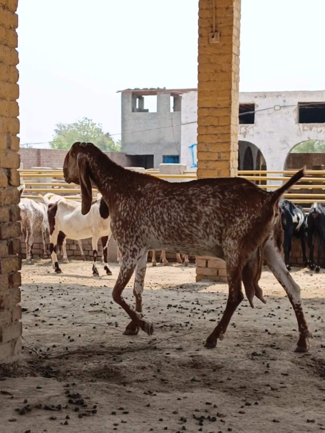 @AHMED GOAT CORNER 🐐🇵🇰