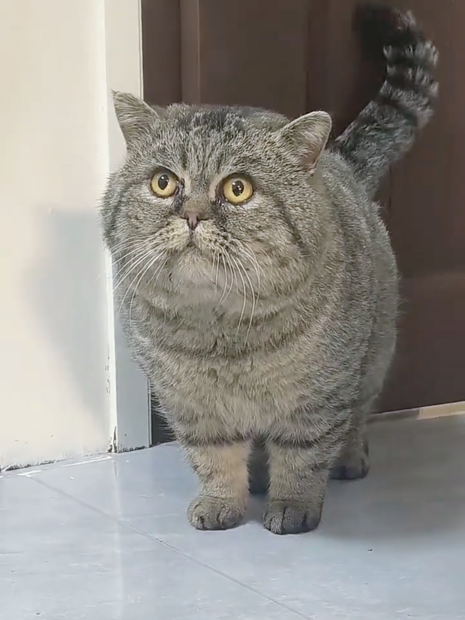 @Cute Cats Zone