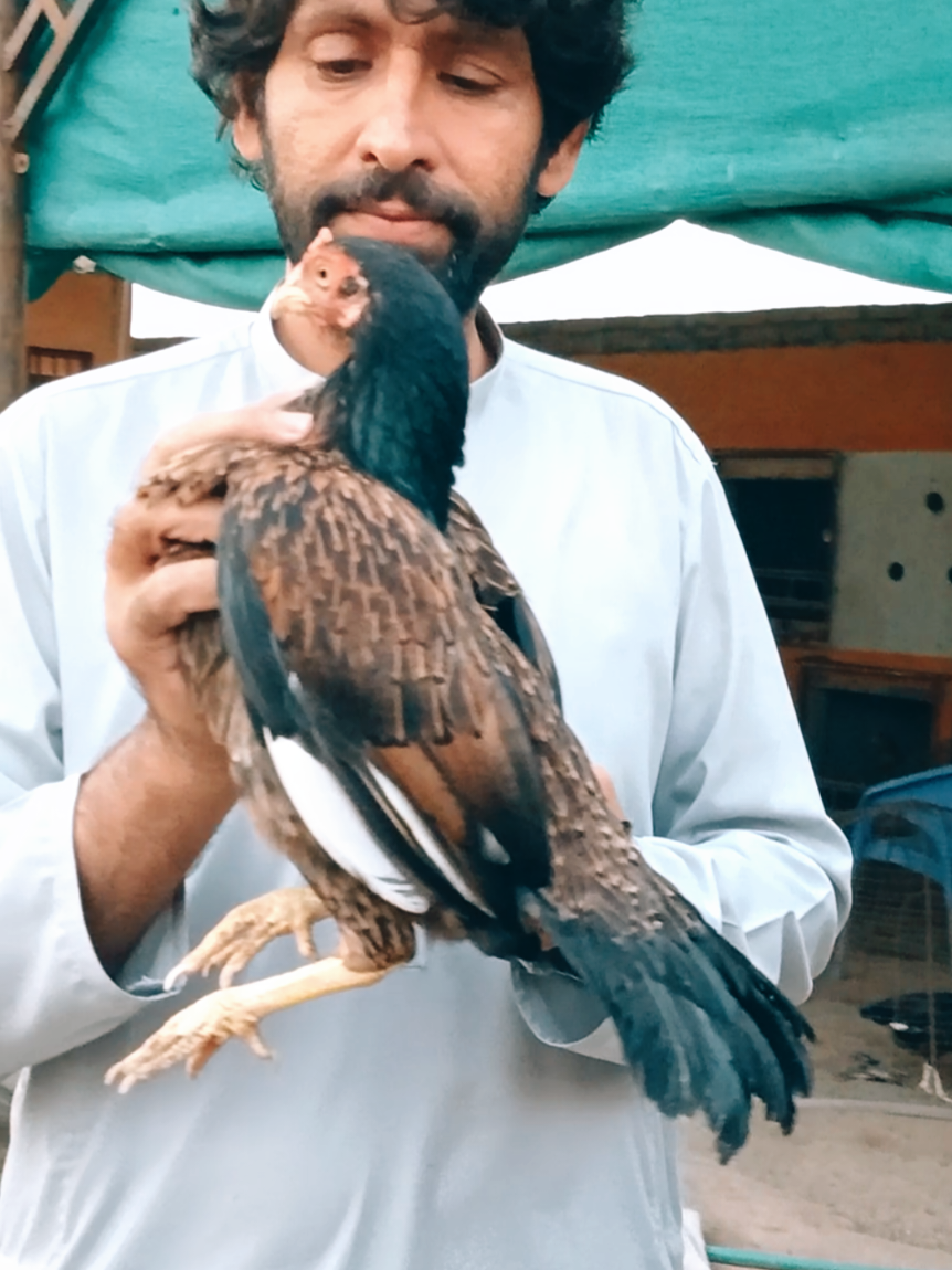 @Sajjad Aseel Farm