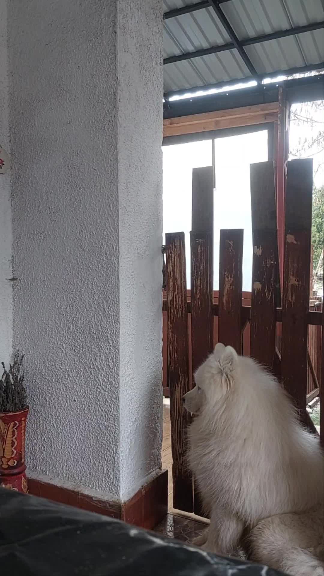 @Lovely Snow Diamonds Samoyed